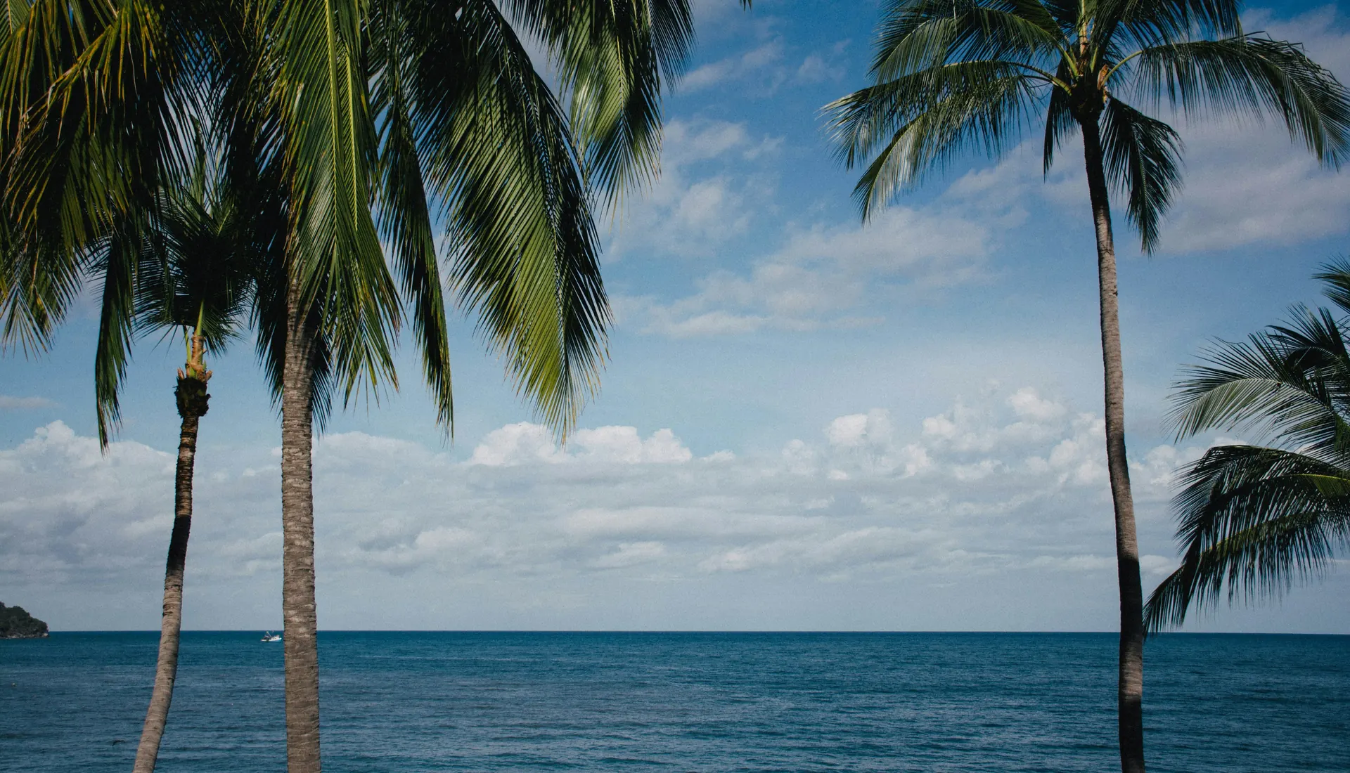 Palmeras frente al mar en un día soleado
